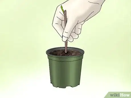 Image titled Plant Confederate Jasmine Step 8