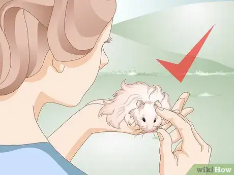 Image titled Clean a Long Haired Hamster Step 11