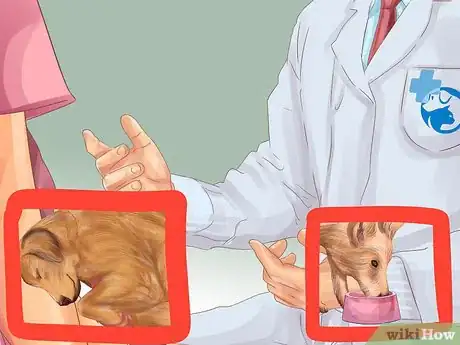 Image titled Help a Dog with Sleep Incontinence Step 2