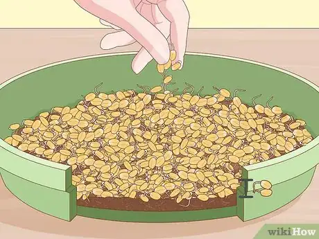 Image titled Grow Wheatgrass Without Soil Step 8