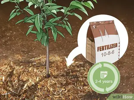 Image titled Grow Evergreen Trees Step 19