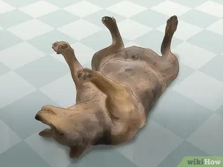 Image titled Treat a Dog for Rabies Step 10