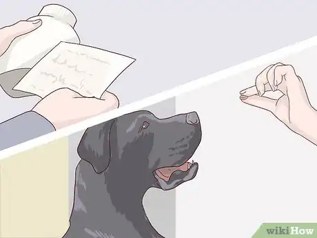 Image titled Treat Cardiac Disease in Older Dogs Step 2