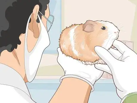 Image titled Change a Guinea Pig's Diet Step 16