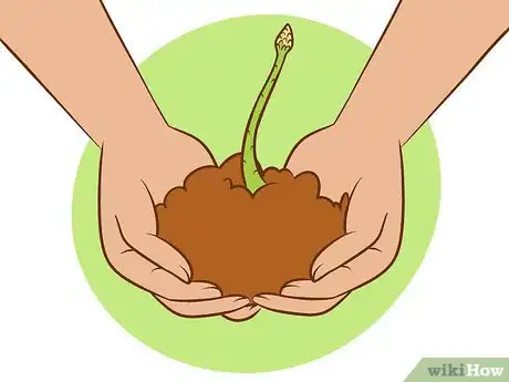 Image titled Plant Asparagus Step 8