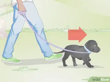 Image titled Get a Puppy Used to a Leash Step 12