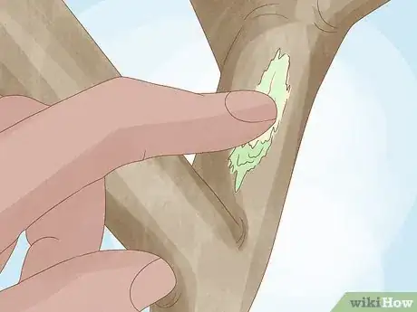 Image titled Care for a Purple Flower Potato Bush Step 16