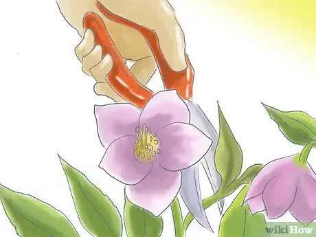 Image titled Care for a Lenton Rose Step 4