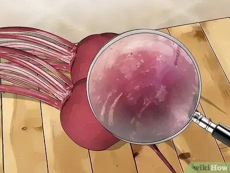 Image titled Choose Beetroot Step 6