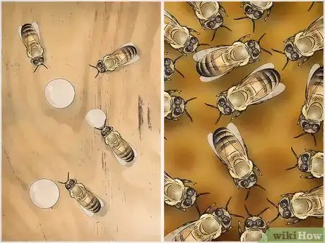 Image titled Buy Honey Bees Step 10