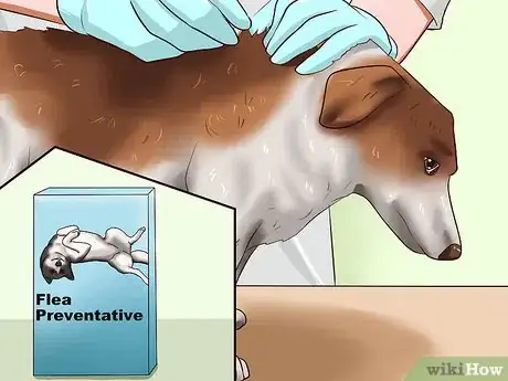 Image titled Solve Your Dog's Skin and Scratching Problems Step 1