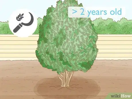 Image titled Harvest Bay Leaves Step 1