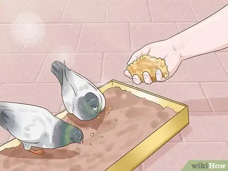 Image titled Use the Widowhood System to Train Homing Pigeons Step 6