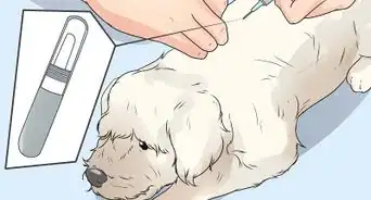 Care for a Maltese Dog