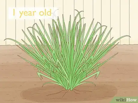 Image titled Grow Sweetgrass Step 22