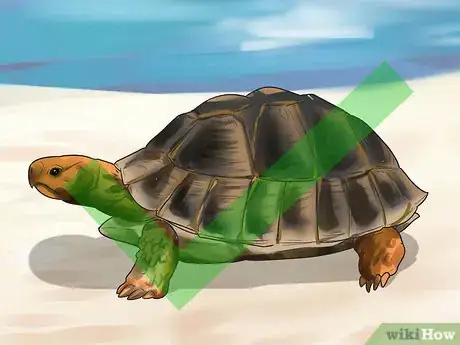 Image titled Buy a Turtle Step 4