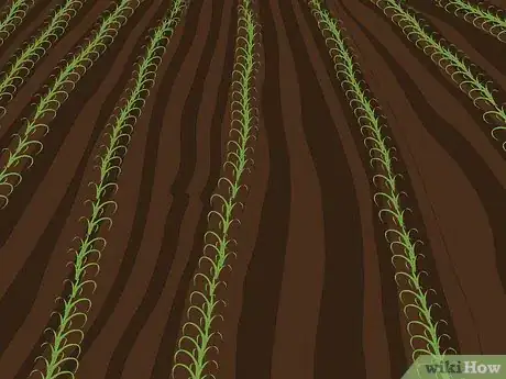 Image titled Plow With Two Row Cultivators Step 12