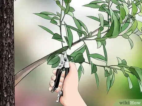 Image titled Prune a Cherry Tree Step 13