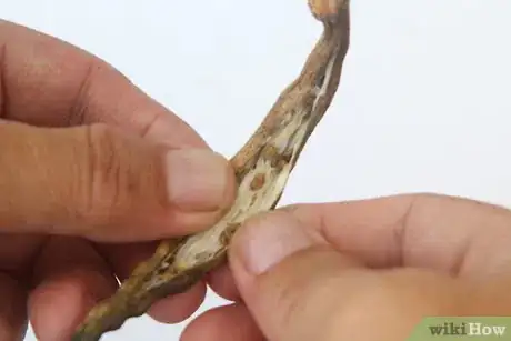 Image titled Dry Okra Seeds Step 11