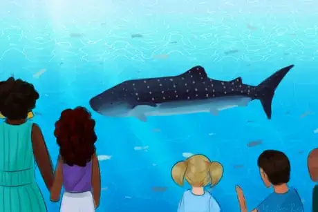 Image titled Whale Shark in Aquarium.png