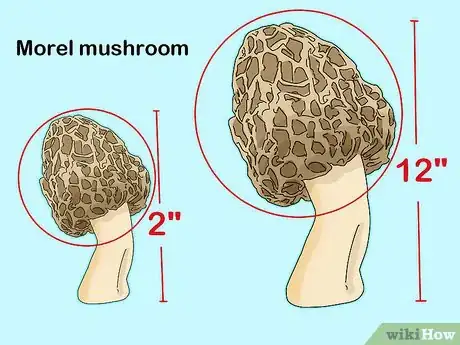 Image titled Identify Mushrooms Step 1