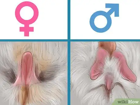 Image titled Get Rabbits Spayed or Neutered Step 7