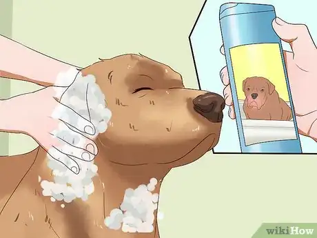 Image titled Solve Your Dog's Skin and Scratching Problems Step 3