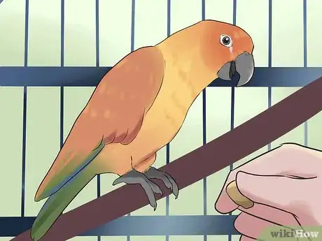 Image titled Teach a Conure to Talk Step 9