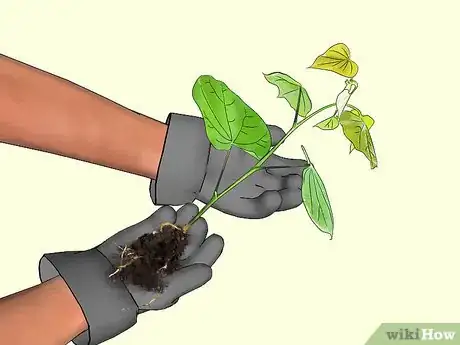 Image titled Plant Redbud Trees Step 5