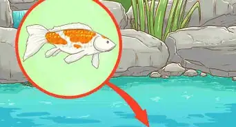 Clean a Koi Pond