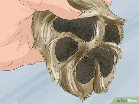 Image titled Keep Your Pets Safe in Winter Step 14