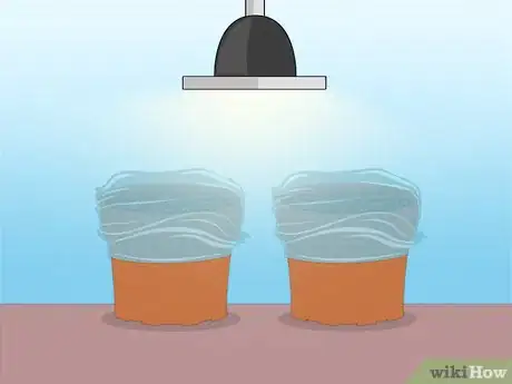 Image titled Propagate Azaleas Step 38