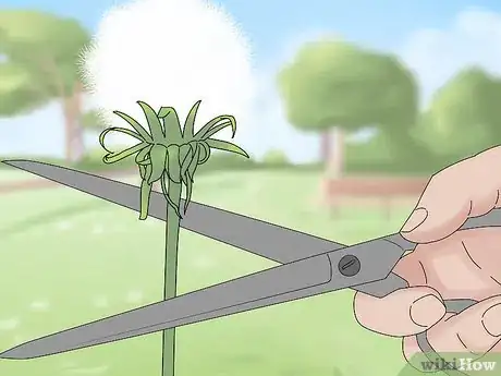 Image titled Grow Dandelions Step 6