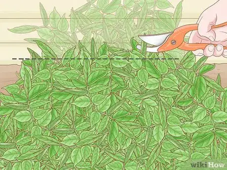 Image titled Prune Elderberries Step 4