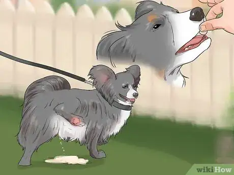 Image titled Give Dogs What They Need Step 18