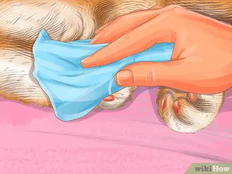 Image titled Diagnose Seasonal Allergies in Cats Step 9