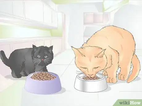 Image titled Keep a Cat Healthy Step 2
