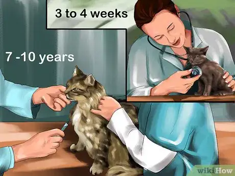 Image titled Supplement Taurine for Cats Step 1