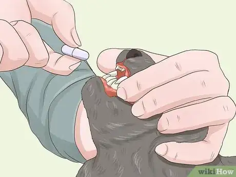 Image titled Choose Between Oral and Topical Flea Preventatives Step 2