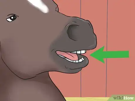 Image titled Care for an Arabian Horse Step 8