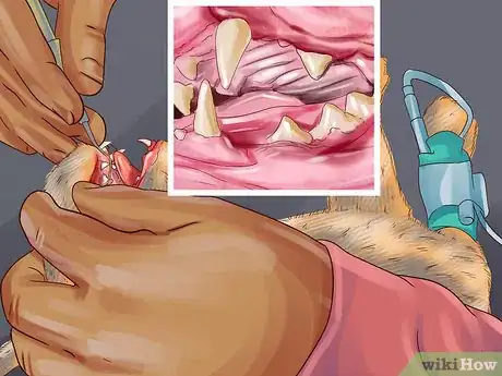 Image titled Treat Dental Disease in Senior Cats Step 3