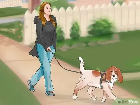 Image titled Care for English Springer Spaniels Step 10