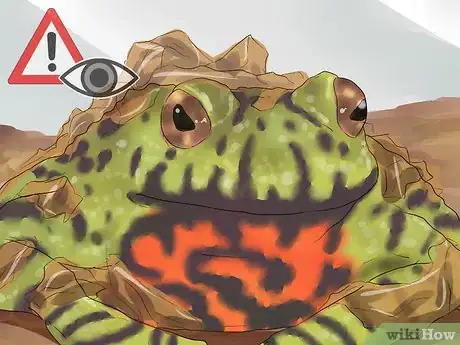 Image titled Care for Fire Belly Toads Step 9