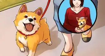 Adopt a Purebred Dog