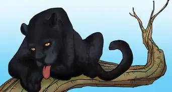 Identify Feline Species by Fur