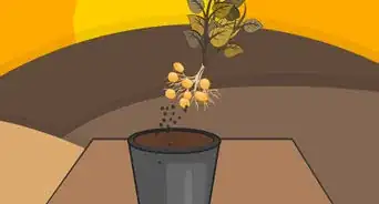 Plant Potatoes in Pots