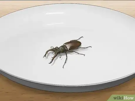 Image titled Photograph Insects Step 9