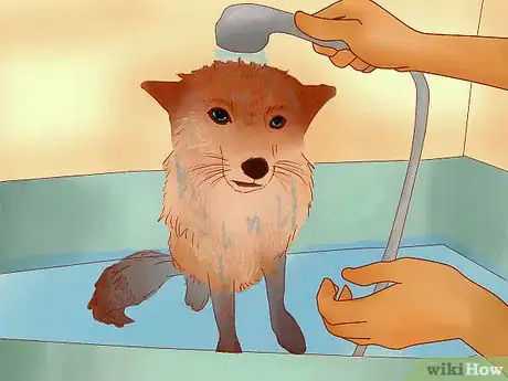 Image titled Groom a Pet Fox Step 4