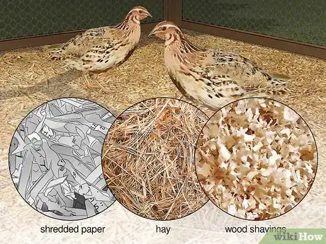Image titled Care for an Asian Common Quail Step 3