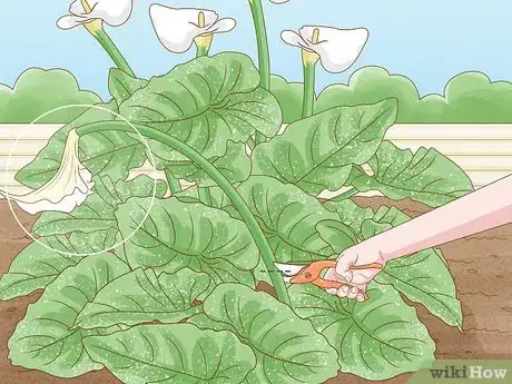 Image titled Grow Giant Calla Lily Step 11